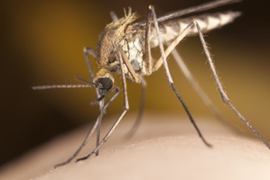 Here's what you need to know about Zika.