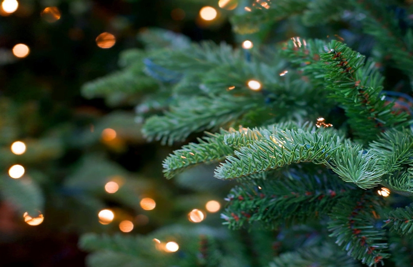 Let's take a closer look at the history of this famous fir.